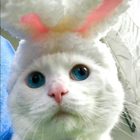 Meet your Posher, Ann - Picture 3 of 7